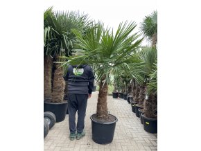 TRACHYCARPUS FORTUNEI GALÍCIA, VÝŠKA 210 CM, KMEN 80 CM