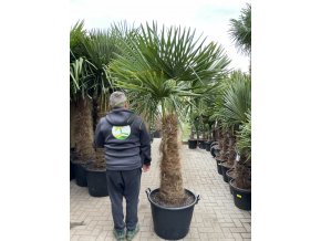 TRACHYCARPUS FORTUNEI GALÍCIA, VÝŠKA 220 CM, KMEN 100 CM