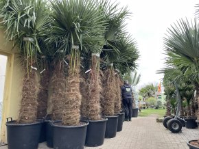 TRACHYCARPUS FORTUNEI GALÍCIA, VÝŠKA 320 CM, KMEN 140-150 CM