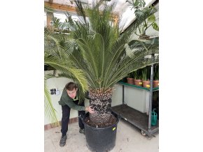 Macrozamia moorei 220 cm