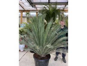 Macrozamia moorei 180 cm