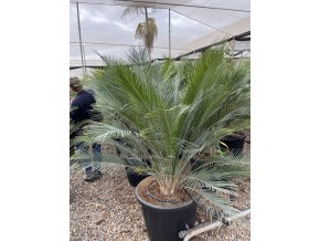 Macrozamia communis 160 cm