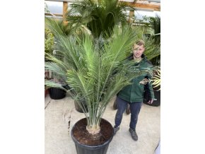 Macrozamia communis 180 cm