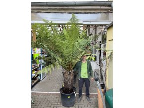 Dicsonia antarctica 250 cm