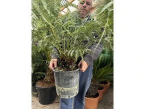 dicksonia antarctica 80 cm