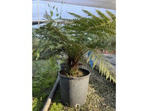 dicksonia antarctica 50 cm