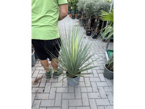 Nolina Hibernica 100 cm