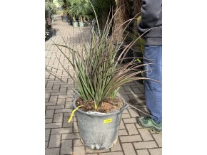 hesperaloe parviflora, -22°C, 100 cm