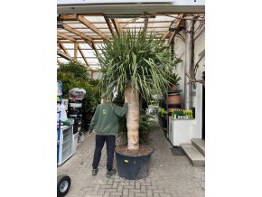 Dracena Drago 300 cm