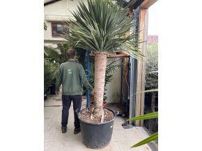 Dracena drago 250 cm