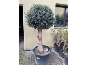 Olea europea - Olivovník 170 cm, koule