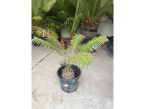 Dioon spinolosum 140 cm