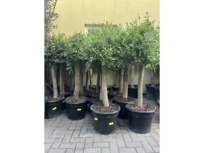 Olea Europea 160 cm