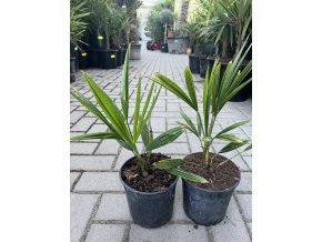 TRACHYCARPUS FORTUNEI, VÝŠKA 30 CM, KMEN 2 CM