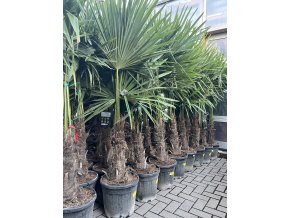 Trachycarpus fortunei, výška 180 cm, kmen 40 cm