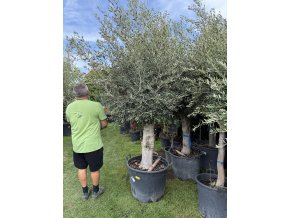 Olea europea - Olivovník 240 cm