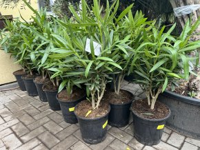 Nerium Oleander - Oleandr 60 cm