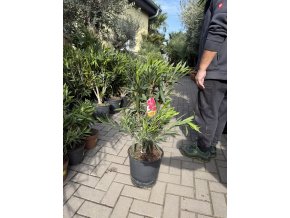 Nerium Oleander - Oleandr 70 cm