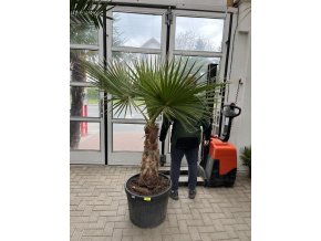 WASHINGTONIA ROBUSTA 190 cm