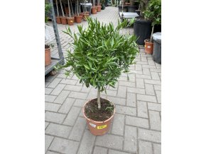 Microcitrus australasica 80 cm