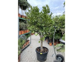 Citrus Kucle 210 cm