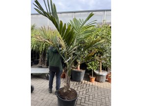 Chambeyronia macrocarpa 180 cm
