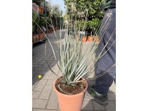 Dasylirion wheeleri  60 cm