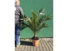 PHOENIX CANARIENSIS, DATLOVÁ PALMA  100 CM