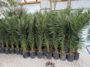 PHOENIX CANARIENSIS, DATLOVÁ PALMA  190 CM