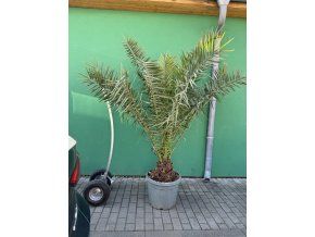 PHOENIX CANARIENSIS, DATLOVÁ PALMA  200 CM