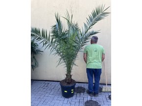 PHOENIX CANARIENSIS, DATLOVÁ PALMA  200 CM