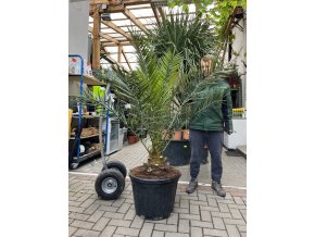 PHOENIX CANARIENSIS, DATLOVÁ PALMA  170 CM