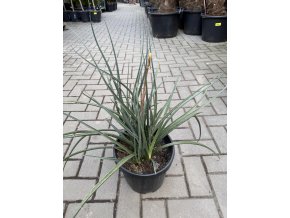 hesperaloe parviflora, -22°C, 40 cm