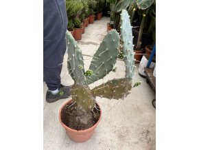 Opuntia Quimilo