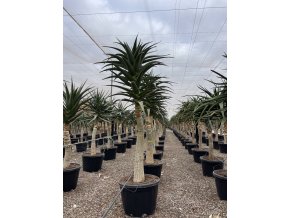 Aloe stromová, bainesii 350 cm