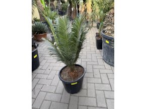 Cycas panzhihuaensis 75 cm