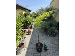 Cycas Multifrondis