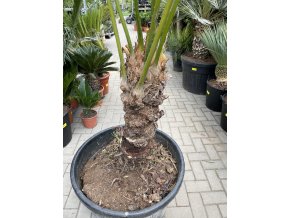 Cycas circinalis 250 cm