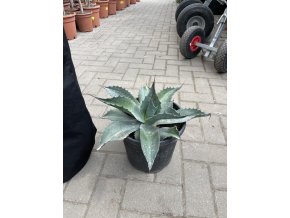 Agave Ovatifolia. 25cm