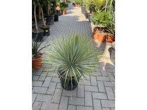 yucca thompsoniana 70 cm