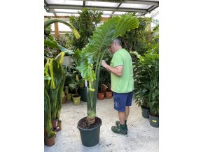 Alocasia Portodora 170 cm