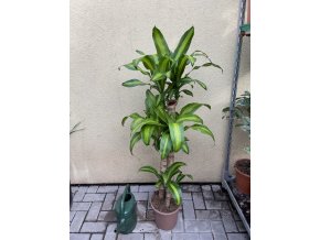 Dracena fragrans Massangeana 140 cm