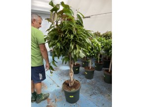 Ficus Amstel King 160 cm