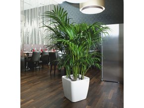 Howea Forsteriana + Lechuza Quadro 43.