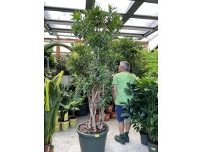 Dracena reflexa song of jamaica 260 cm