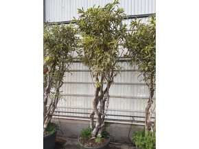 Dracena reflexa song of jindia 250 cm