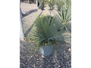 yucca linearifolia