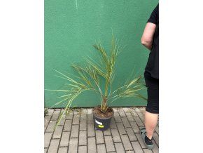 Butia capitata 80 cm