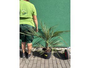 Butia capitata 100 cm