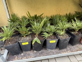 Chamaerops humilis vulcano  30 cm